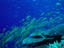 Great Barrier Reef, Queensland