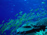 School of Yellowtail Goat-fish over reef (Mulloides vanicolensis) - Great Barrier Reef, Queensland
