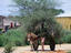 mule and brushwood, Puntland & Somalia