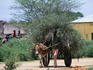 A man with a mule and cart full of collected brushwood