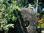 Stone money, Yap