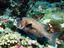 The Harlequin Sweetlips ( Plectorhinchus chaetodonoides )