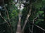Taman Negara National Park, Pahang, Malaysia