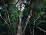 Walking along the canopy bridge in Taman Negara National Park in Pahang, the park is one of the most pristine rainforests still existing in the world