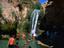 Oasis, Israel & Palestinian