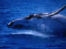 Humpback Whale ( Megaptera novaeangliae ) breaching, the left eye is still open until just before this whale crashes down in the water - Harvey Bay, Queensland