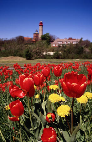 A field of flowers lies before Karl Friedrich Schinkel's 1826 lighthouse, at Kap Arkona- Rugen Island, Western Pomerania, Germany