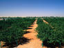 Field of citrus trees.