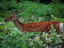 Deer, Hokkaido