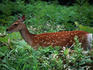 Deer standing in thick undergrowth.