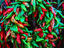 Chilli wreath, Santa Fe
