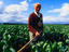 Brussel sprout farmer, The Yarra Valley