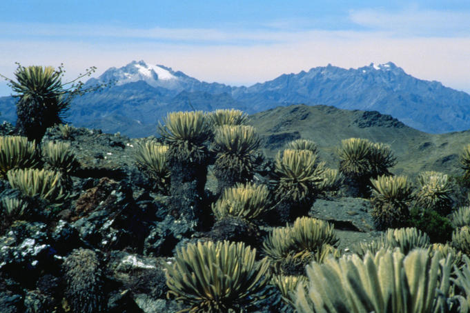Two very popular peaks for hiking, Pico Bolivar ( Venezuela's highest peak at 5007 metres ) and Pico Humboldt ( the countries second highest peak at 4942 metres ) surrounded by the extraordinary flora of the region
