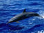 A Spinner dolphin, Hawaii