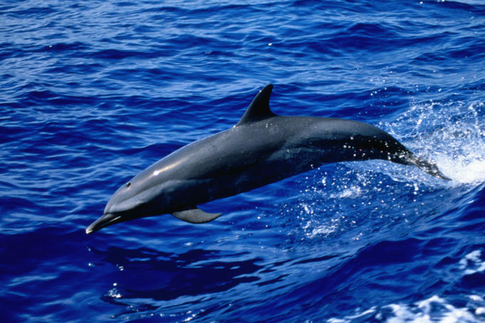 A Spinner dolphin ( Stenella longirostris ) leaps out of the water