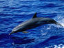 A Spinner dolphin ( Stenella longirostris ) leaps out of the water