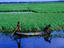 Farmer weeding around crop of dead water rice on the Meghna River, Sonargaon, Dhaka