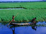 Farmer weeding around crop of dead water rice on the Meghna River, Sonargaon, Dhaka