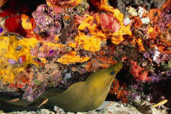 A Green Moray Eel ( Gymnothorax funebris ), sharp teeth and bad eyesight doesn't make for an endearing critter of the Caribbean