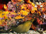 A Green Moray Eel ( Gymnothorax funebris ), sharp teeth and bad eyesight doesn't make for an endearing critter of the Caribbean