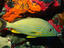 Bluestriped Grunt, Caribbean Island