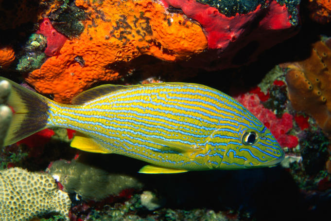 Bluestriped Grunt ( Haemulon sciurus ) in the Caribbean