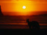An Eastern grey kangaroo watches the sunrise along Pebbly Beach, Murramarang National Park.