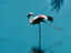 Lesser Flamingo, Lake Nakuru National Park