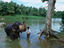 Pinnewala Elephant Orhpanage, Sri lanka