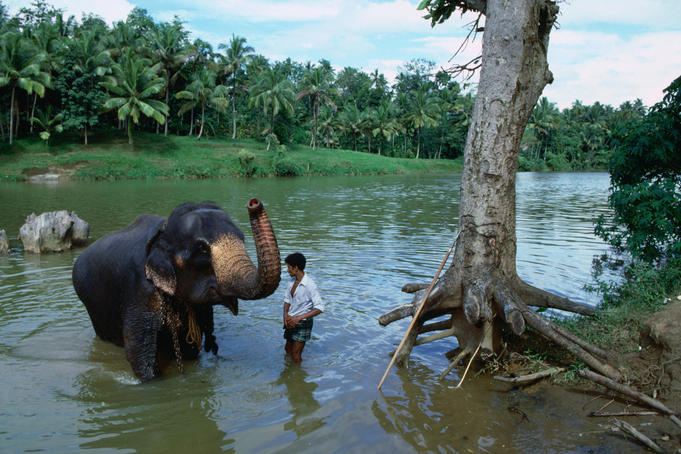 The government run Pinnewala Elephant Orhpanage near Kegalle was set up to save abandoned or orphaned wild elephants, a young orphan gets a bath here from his minder