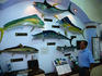 A man standing by an exhibit of game fish in the Fishing Museum