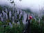 limestone forest, Malaysia