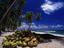 A pile of coconuts on the sand under palm trees on the Caribbean coast near Tela