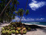 A pile of coconuts on the sand under palm trees on the Caribbean coast near Tela