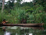A young girl paddling a long wooden canoe amongst the reeds on the Rio Dulce