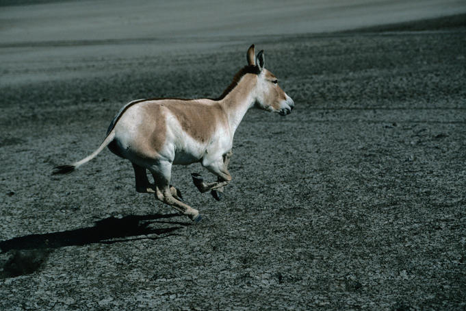 The rare and endangered Ghudkur ( Equs hemionus khur ) running at 65 km per hour - Little Rann of Kutch Wildlife Sanctuary, Gujarat