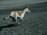 The rare and endangered Ghudkur ( Equs hemionus khur ) running at 65 km per hour - Little Rann of Kutch Wildlife Sanctuary, Gujarat