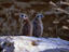 Melbourne Zoo, Melbourne