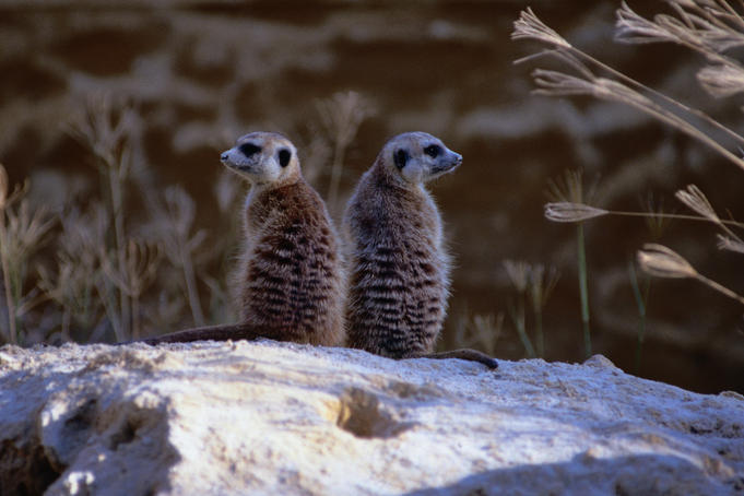Two Meerkats ( Suricata suricatta ) sitting on a rock at the Melbourne Zoo - Melbourne, Victoria