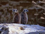 Two Meerkats ( Suricata suricatta ) sitting on a rock at the Melbourne Zoo - Melbourne, Victoria