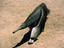 Adelaide Zoo, Adelaide