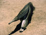 Giant Anteater ( Myrmecophaga tridactyla ) at the Adelaide Zoo - Adelaide, South Australia
