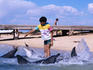 A boy feeding fish to the dolphins ( Delphinus delphis ) - Monkey Mia National Park, Western Australia