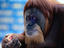 Zoo, Singapore