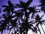 Coconut Palm trees in Anjuna.