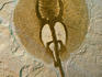 A stingray fossil in the Houston Museum of Natural Science