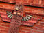 Image_3275-13