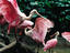 Jurong Bird Park, Singapore