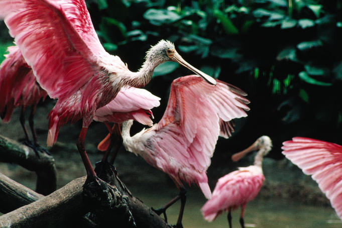 Pink birds at the Jurong Bird Park.