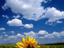 Sunflowers, Turkey